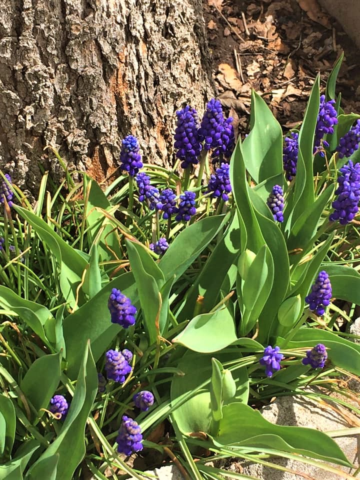 Spring Purple Blue Flowers
