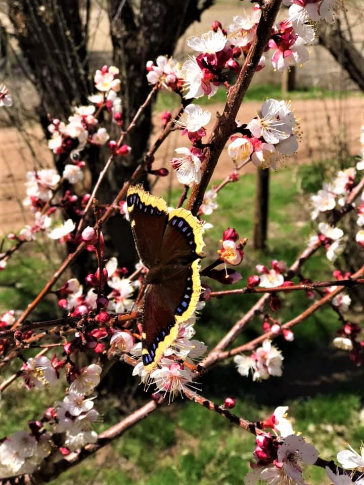 Butterfly in spring flowers