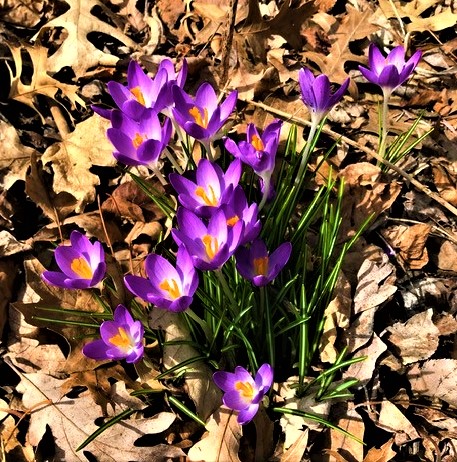 Spring Purple Crocus