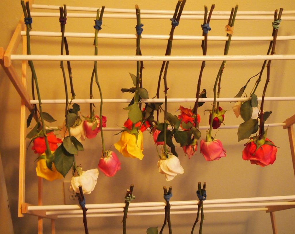 Fresh roses on drying rack