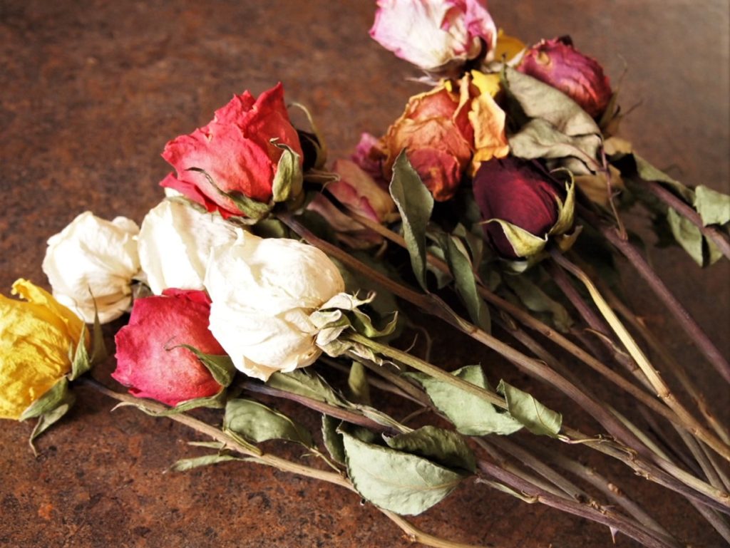 Dried roses off rack
