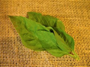 Fresh Basil Leaves