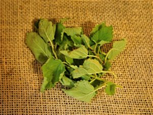 Fresh Lemon Balm