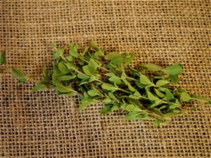 Fresh oregano