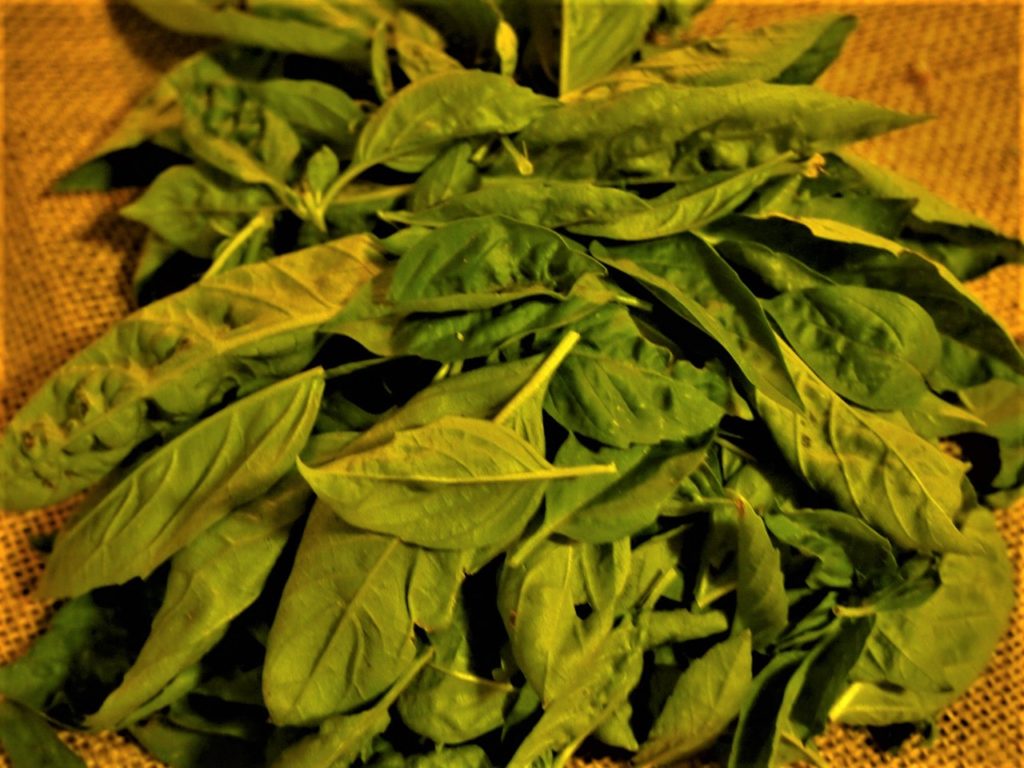 Pile of fresh basil.