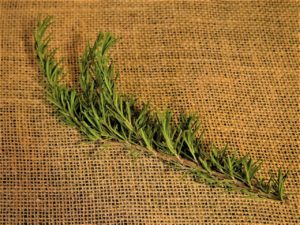 Fresh Rosemary